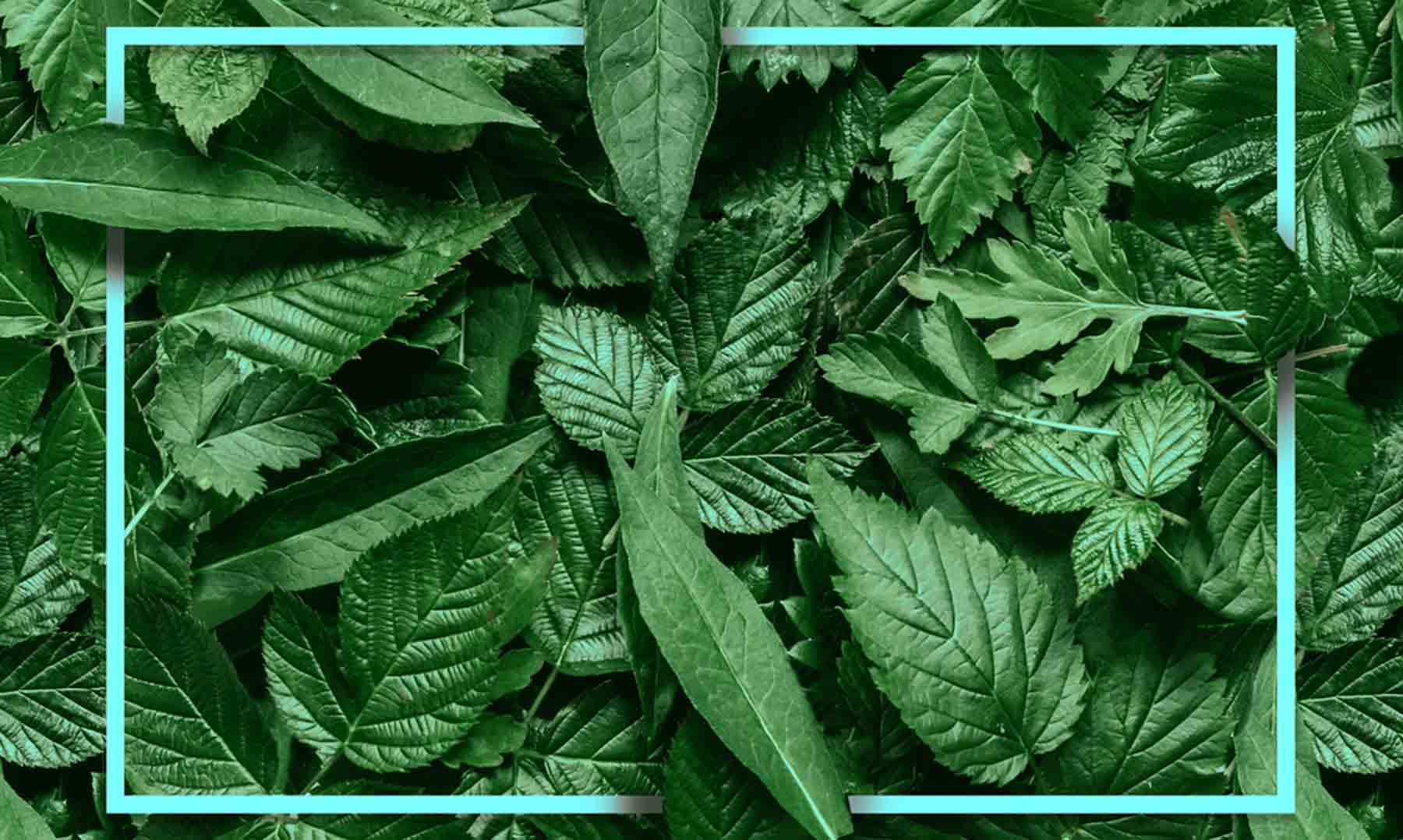 second-banner image